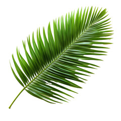 Fototapeta premium Green palm leaf isolated against a clean transparent background showcasing its vibrant texture and natural beauty, green palm leaf isolated on transparent backgroundfile
