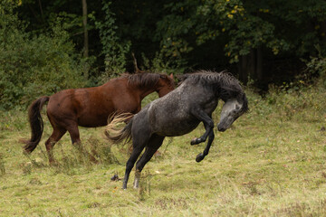 Pferd im Bocksprung