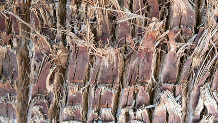 Close-up of the texture of the brown trunk of a palm tree