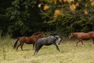 Fototapeta premium Pferd tobt im Herbst