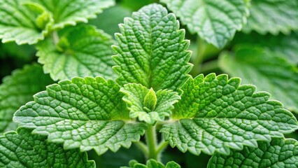 Background of asymmetrical catnip or catmint green herb leaves