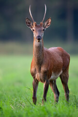 Young red deer in a clearing