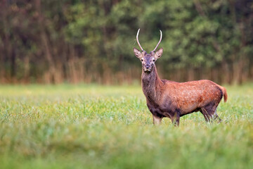 Red deer in a clearing in the wild