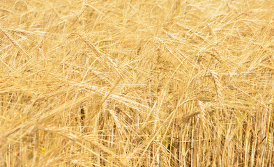 a background of the field of wheat with ripe ears of wheat macro   