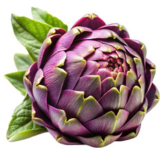 Fototapeta premium Purple artichoke with green leaves isolated on transparent background