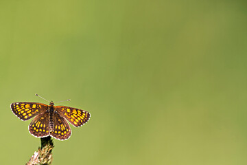 butterfly on leaf in a clearing