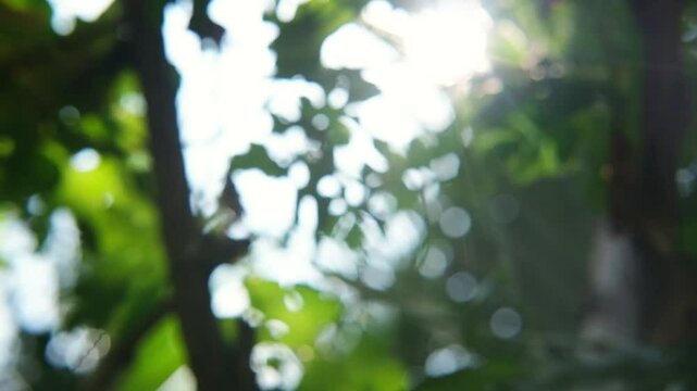 Beautiful sun ray shining with blur in  green natural bokeh on summer day in the forest