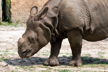 Obraz premium rhino in a clearing a portrait