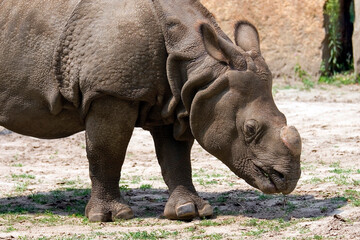 rhino in a clearing