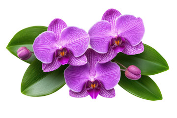 Beautiful purple orchids with lush green leaves on a white isolated background. isolated on transparent background. © JK_kyoto