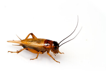 Close up red cricket on a white background.