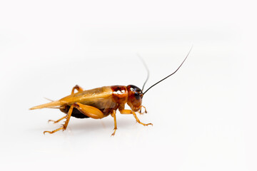 Close up red cricket on a white background.