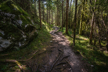 Deep and dark forest road during a morning lights with the best mystic atmosphere in the Triglav National park, Slovenia.