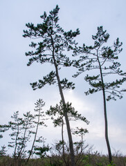 能登の海岸　国宝「松林図屏風」の松
