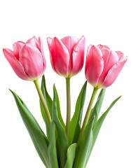 Fototapeta premium Beautiful Pink Tulips in a Fresh Green Stem Arrangement.