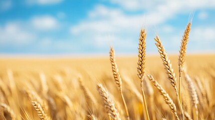 Fototapeta premium A field of golden wheat with a clear blue sky in the background