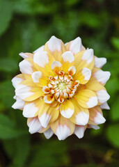 Amazing yellow, white decorative dahlia flower "Seattle" at sunny day with nice and soft blurry bokeh background. Floristic or gardening concept. Copy space.