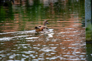 Nilgans (Alopochen aegypitiaca) schwimmt auf ruhigen Gewässer