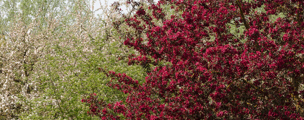 Flowering ornamental apple tree with bright, dark red flowers and further white flowers apple tree in spring. Horizontal picture.