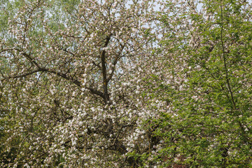 The tall thick branches of a large apple tree are full of white flowers and next to them on the right are the branches of a rowan tree with green leaves.