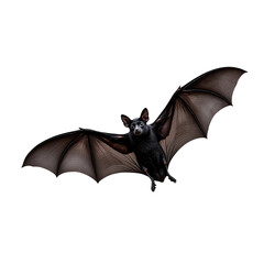 Close-Up of a Bat in Flight with Outstretched Wings