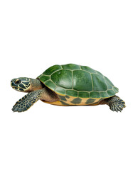 Obraz premium Close-Up of a Green Turtle with Distinctive Shell Pattern