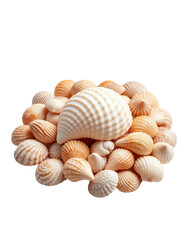 Collection of Various Seashells in Soft Peach and Cream Tones