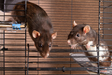 Two pet rats peek out of an open cage