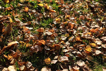 Brown leaves are scattered on the lawn, lit by sunlight. Autumn time. Natural background.