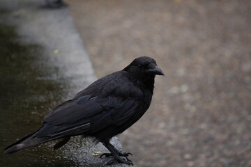 crow on the street