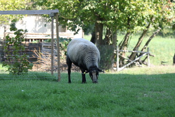 sheep on the farm