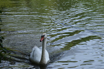 swan on the lake