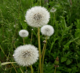dandelion blowballs or silver seed heads in the meadows in springtime. Dandelion clocks in the lawn