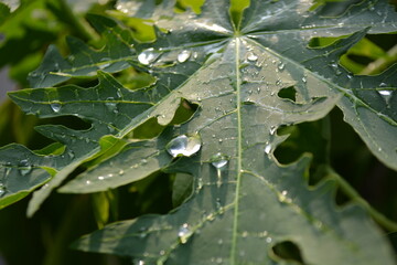 leaf with drops of water