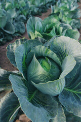 Obraz premium Cabbage growing in the garden. Selective focus.