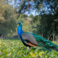 Obraz premium Close-up portrait of a male peacock displaying beautiful plumage