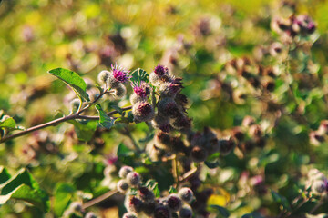 Burdocks growing in the field. Selective focus.