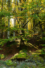 Spectacular tree called: common beech, Fagus sylvatica, is a deciduous tree of the fagaceae family. In a beech forest with autumn colors moss and leaves. Irati Forest, Navarra, Spain.