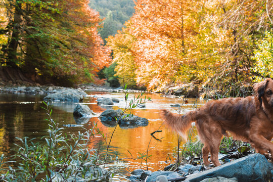 Stunning Autumn landscape a river flows through a forest with yellow red ochre colors, half wary shepherd dog looks at free camera in the wild nature irati jungle Navarra Spain