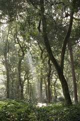 Fototapeta premium A ray of light in a forest 