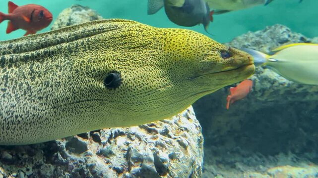 水槽内の岩から顔を出すウツボと泳ぐ熱帯魚の群れ