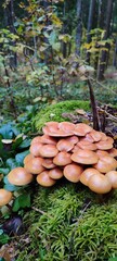 mushrooms in the forest