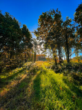 Autumn woodland path with warm sunlight filtering through the trees in County Monaghan, Ireland. A serene nature scene with vibrant green grass and long tree shadows.