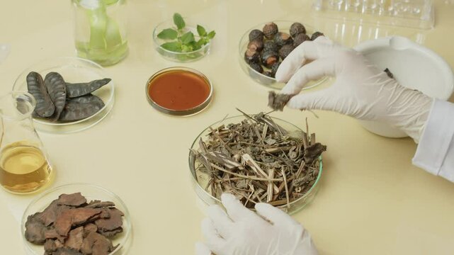 In an enclosed view, a scientist is seen selecting dried herbs from a glass petri dish containing essential oils of holy basil, soapberry, and soapnut in addition to fresh leaves.