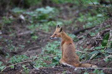 左を向くキタキツネ
