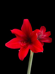 red hippeastrum on black background