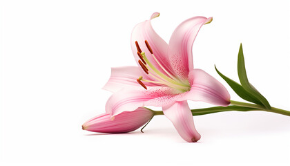 A lily elevation side view isolated