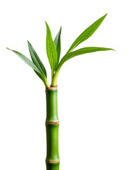 Fototapeta premium Green Bamboo Stem with Fresh Leaves Growing from the Top.