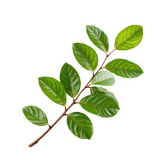 Obraz premium Green Leafy Branch with Vibrant and Glossy Leaves.