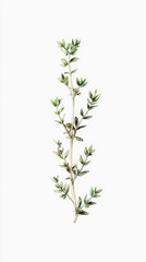 Fototapeta premium Thyme, detailed hand drawn pastel watercolor botanical image, medicinal herbs, light clean background. Generative AI